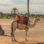 Embark on an Unforgettable Adventure: Morocco Desert Tours