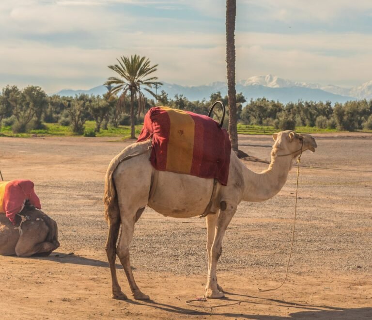 Embark on an Unforgettable Adventure: Morocco Desert Tours