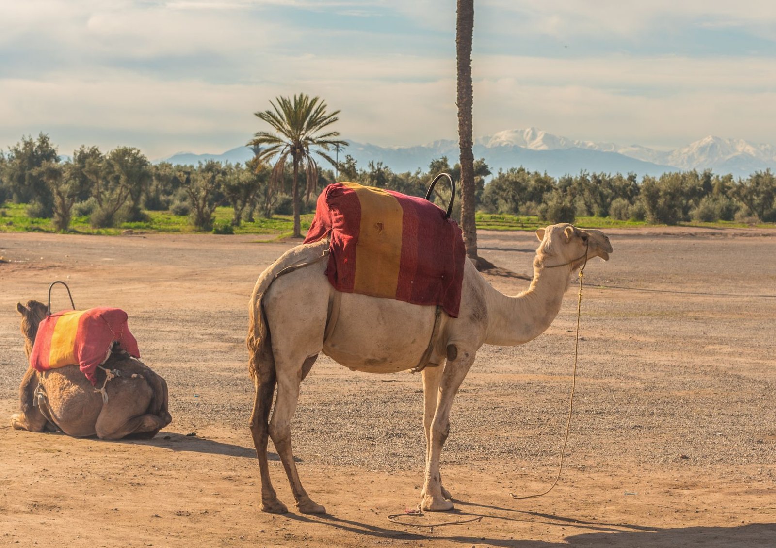 Embark on an Unforgettable Adventure: Morocco Desert Tours